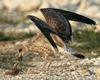 Larus armenicus